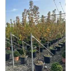 Jolico húsos som CORNUS MAS JOLICO T1/2 K25