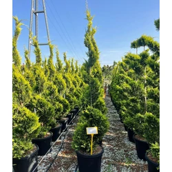 Arany lombú leyland ciprus CUPRESSOCYPARIS LEYLANDII GOLD RIDER SPIRÁL K45