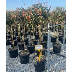 Örökzöld korallberkenye   PHOTINIA FRASERI COMPACTA T1/2 40/+ K18