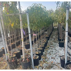 Őszibarack PRUNUS PERSICA T1/2 K15