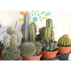 Kaktusz CACTUS MIX CS15-K1,5