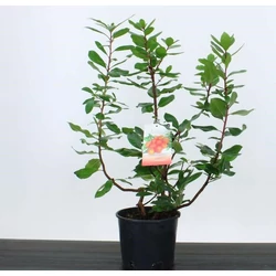 Szamócafa ARBUTUS UNEDO 50/70 CS18