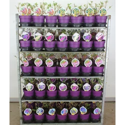Nyári orgona BUDDLEJA DAVIDII FAJTÁK 25/30 K3