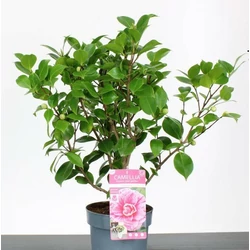 Kamélia   CAMELLIA JAPONICA BONOMIANA 30/40 K3