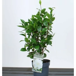 Kamélia  CAMELLIA JAPONICA NUCCIUS GEM 30/40 K3