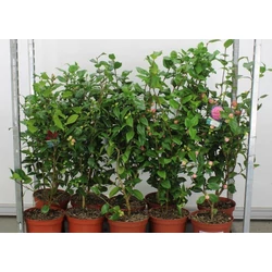 Kamélia   CAMELLIA JAPONICA FAJTÁK 80/100 K7,5