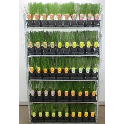 Korai zanót   CYTISUS FAJTÁK 30/40 CS14