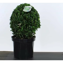 Japán kecskerágó   EUONYMUS JAPONICUS GREEN SPIRE 30/35 K7,5