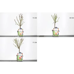 Nektarin PRUNUS PERSICA NUCIPERSICA 70/80 CS23