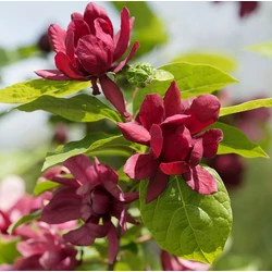 Illatos fűszercserje CALYCANTHUS FLORIDUS 50/60 K4