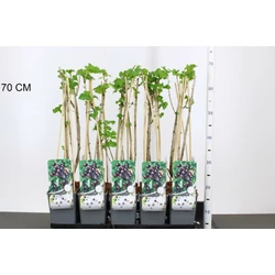 Josta RIBES JOSTA 60CM K2