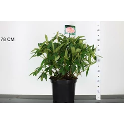 Havasszépe    RHODODENDRON PERCY WISEMAN 40CM K10