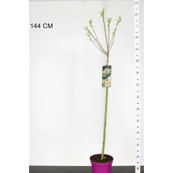 Tarkalevelű japán fűz  SALIX INTEGRA HAKURO-NISHIKI T80 K4