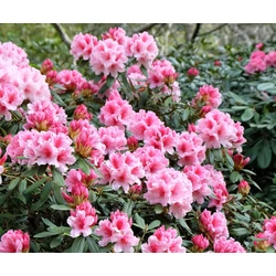 Havasszépe RHODODENDRON SI FAJTÁK CS13