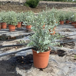 Havasi eukaliptusz  EUCALYPTUS GUNNII BOKOR K5