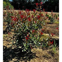 Örökzöld korallberkenye PHOTINIA X FRASERI CARRE ROUGE 60/80*