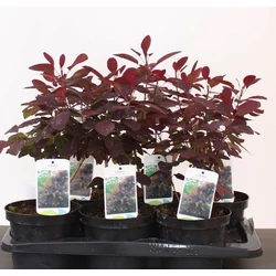 Bíbor cserszömörce   COTINUS COGGYGRIA ROYAL PURPLE 30/40 CS17
