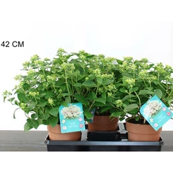Bugás hortenzia  HYDRANGEA PANICULATA PETITE POLESTAR K7,5
