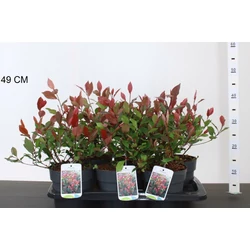 Örökzöld korallberkenyePHOTINIA FRASERI LITTLE RED ROBIN 25CM CS17