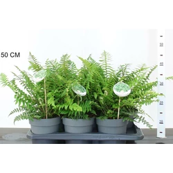 KardpáfrányPOLYSTICHUM MUNITUM CS17