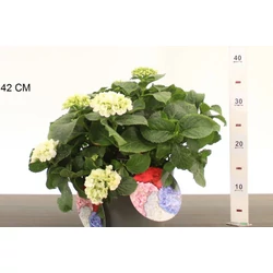 Kerti hortenzia   HYDRANGEA MACROPHYLLA KLEINE WINTERBERG K4