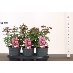 Rózsa ROSA BERLEBURG 40/50 CS19