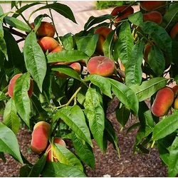 Lapos barack PRUNUS PERSICA PLATICARPA GIALLA 12/14  K65