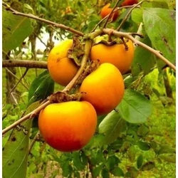 Datolyaszilva DIOSPYROS KAKI VANIGLIA 12/14 K65