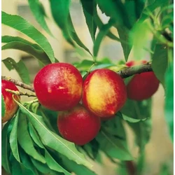 Rubis törpe nektarinfa PRUNUS NUCIPERSICA RUBIS TÖRPE GYÜMÖLCSFA K35