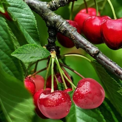 Törpe cseresznye PRUNUS AVIUM GARDEN BING TÖRPE GYÜMÖLCSFA K35