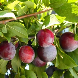 Santa Rosa japán szilva PRUNUS SALICINA SANTA ROSA 14/16 K90