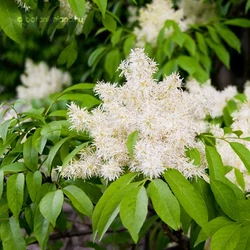 Virágos kőrisFRAXINUS ORNUS 180/+ K12