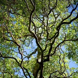 Csavartágú fűz   SALIX MATSUDANA TORTUOSA 180/+ K12