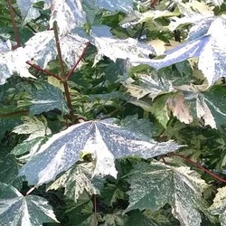 Tarkalevelű hegyi juhar ACER PSAUDOPLATANUS NIZETTI 10/12 K35