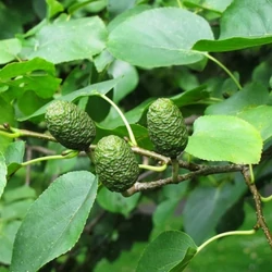 Szívlevelű éger ALNUS CORDATA 12/14 K35
