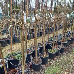 Csüngő borsófa  CARAGANA ARBORESCENS PENDULA T100 K10,5