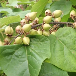 Nagylevelű császárfa   PAULOWNIA TOMENTOSA 10/12 K25