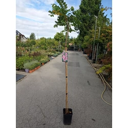 Rozsás akác ROBINIA HISPIDIA T120 K6