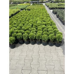 Gömbtuja THUJA OCCIDENTALIS DANICA K2