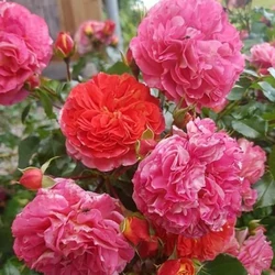 Bokor rózsa ROSA W ODMIANACH K6