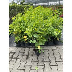 Cserszömörce    COTINUS COGGYGRIA GOLDEN SPIRIT K3