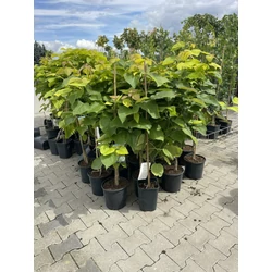 Aranysárga lombú szivarfa CATALPA BIGNONIOIDES AUREA TÖRZSES K6