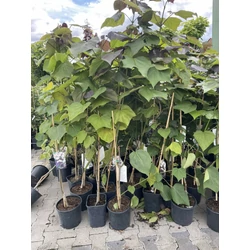 Piros levelű szivarfa  CATALPA ERUBESCENS PURPUREA 150/200 K6