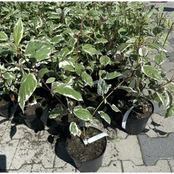 Fehér somCORNUS ALBA SIBIRICA VARIEGATA K2