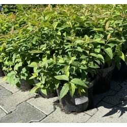 GyöngyvesszőSPIRAEA JAPONICA ANTHONY WATERER K2