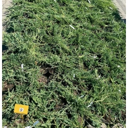 Henye boróka   JUNIPERUS HORIZONTALIS WILTONII K2