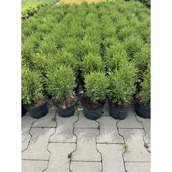 Gömbtuja THUJA OCCIDENTALIS HOSERI K2