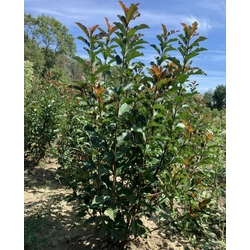 Örökzöld korallberkenye PHOTINIA FRASERI MAGICAL VULCANO 100/125*