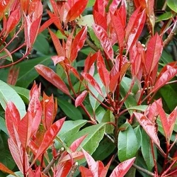 Örökzöld korallberkenye PHOTINIA FRASERI LITTLE RED ROBIN T1/4*