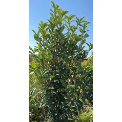 Redős levelű örökzöld korallberkenye PHOTINIA SERRATIFOLIA CRUNCHY 175/200*